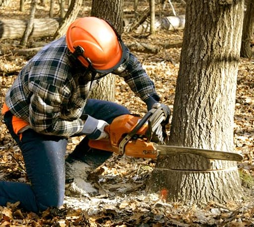 Tree Removal in Black Mountain, NC